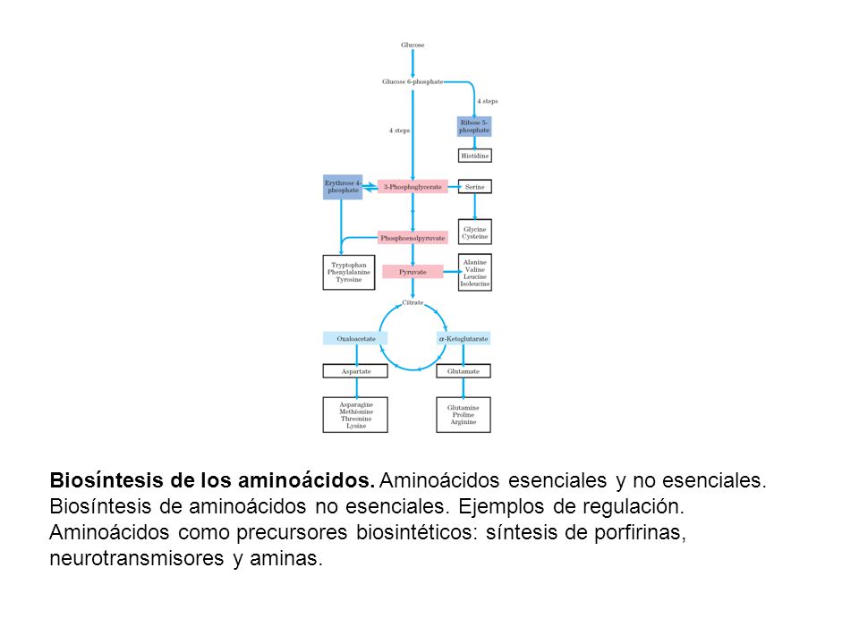 imagenes aminoácidos no esenciales